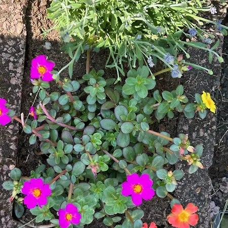 Apartment Nibelungen 4 Lindenfels