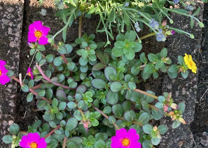 شقة Nibelungen 4 Lindenfels